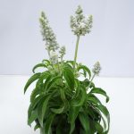 Salvia farinacea