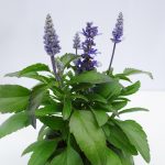Salvia farinacea (3)