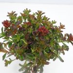 Sedum
