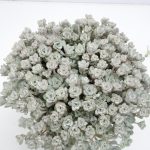 Sedum Cape Blanco