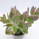 Sedum La Vie en Rose