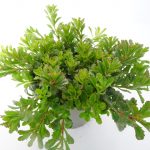 Sedum Weihnstephaner Gold