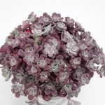 Sedum spath.purpureum