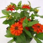 Zinnia Belize