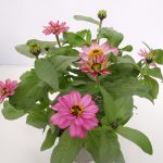 Zinnia Belize (2)
