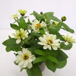 Zinnia Belize (3)