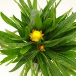 Helichrysum