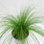 Stipa Pony Tails