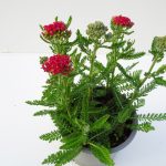 Achillea
