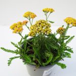 Achillea (2)