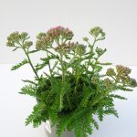 Achillea (3)