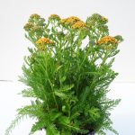 Achillea T17