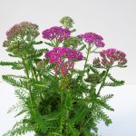 Achillea T17 (2)