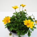 Bidens Golden Empire