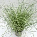 Carex Mint Curls