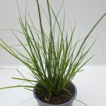 Carex Phoenix Green