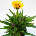 Coreopsis Sunkis