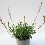 Gaura T17