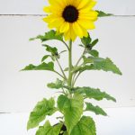 Helianthus T17