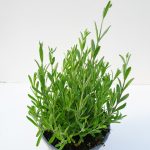 Lavandula Twin T17