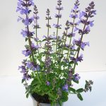 Nepeta T17
