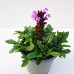 Prunella