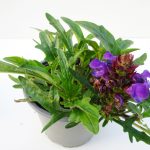 Prunella (2)