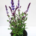 Salvia nemorosa T17