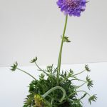 Scabiosa Mariposa Blue