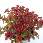 Sedum Spot on Deep Rose