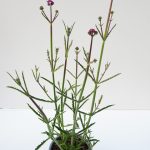 Verbena bonariensis Purple Tower