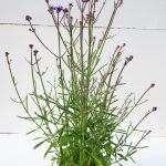 Verbena bonariensis Vanity T17