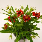 Helenium-Hay-Day