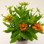 Helenium-Hay-Day-orange