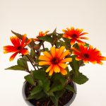 Heliopsis Sole Scuro