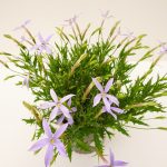 Isotoma