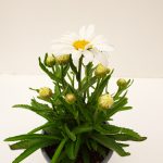 Leucanth. Western Star