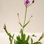 Verbena Rigida