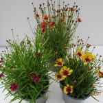 Coreopsis Verticillata T13 in Sorten