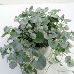 Dichondra Emerald Falls