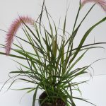 Pennisetum Tiny Tails