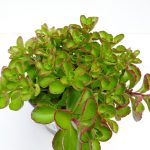 Sedum Purpurteppich (2)