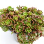 Sedum Tetractinum