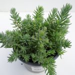 Sedum reflexum blau
