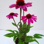 Echinacea Panama
