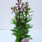Lobelia speciosa