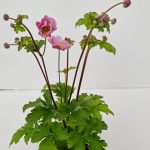 Anemone Huph. Emmy