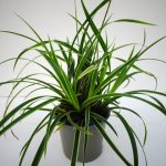 Carex morrowii
