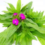 Dianthus barbatus (6)