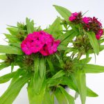 Dianthus barbatus (7)